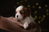 Additional photos: Cavalier King Charles Spaniel Puppies