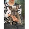 Photo №1. french bulldog - for sale in the city of Pilsen | Is free | Announcement № 120799