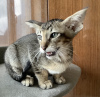 Photo №2 to announcement № 9870 for the sale of oriental shorthair - buy in Ukraine from nursery