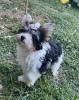 Photo №2 to announcement № 68258 for the sale of yorkshire terrier - buy in Greece breeder