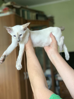 Photo №2 to announcement № 2292 for the sale of oriental shorthair - buy in Russian Federation from nursery, breeder