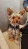 Photo №1. yorkshire terrier - for sale in the city of Brno | negotiated | Announcement № 57876