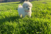 Photo №1. poodle (toy) - for sale in the city of Афины | negotiated | Announcement № 98644