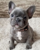 Photo №1. french bulldog - for sale in the city of Prague | negotiated | Announcement № 105008