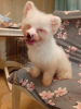 Photo №2 to announcement № 105363 for the sale of maltese dog - buy in Germany breeder