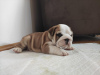 Additional photos: English bulldog