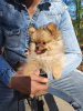 Photo №2 to announcement № 19281 for the sale of german spitz, pomeranian - buy in Netherlands private announcement