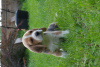 Photo №2 to announcement № 7724 for the sale of beagle - buy in Russian Federation from nursery