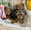 Photo №1. yorkshire terrier - for sale in the city of Berlin | negotiated | Announcement № 119709