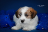 Photo №3. Jack Russell Terrier puppy. Russian Federation