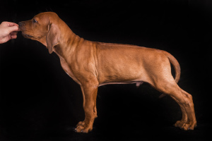 Photo №2 to announcement № 3912 for the sale of rhodesian ridgeback - buy in Estonia breeder