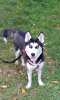 Photo №2 to announcement № 13677 for the sale of siberian husky - buy in Germany private announcement, breeder