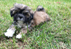 Photo №1. shih tzu - for sale in the city of Tampa | Is free | Announcement № 99901
