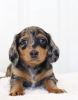 Photo №2 to announcement № 105231 for the sale of dachshund - buy in Germany breeder