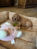Photo №4. I will sell american cocker spaniel in the city of Leverkusen. private announcement, from nursery - price - 449$