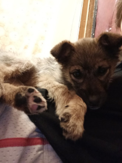 Photo №3. Puppy eve. Russian Federation