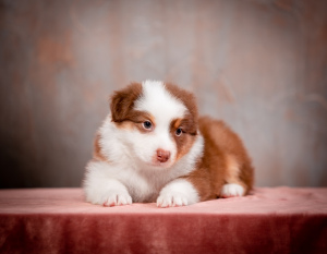 Additional photos: Puppies of the Australian Shepherd (Aussie) for sale