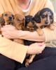 Photo №2 to announcement № 119712 for the sale of dachshund - buy in Germany private announcement