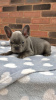 Photo №2 to announcement № 115819 for the sale of french bulldog - buy in Germany private announcement