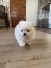 Photo №1. pomeranian - for sale in the city of Copenhague | Is free | Announcement № 120261