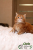 Photo №3. Maine Coon Ostin. Russian Federation