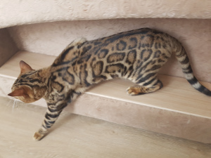 Photo №2 to announcement № 6045 for the sale of bengal cat - buy in Russian Federation from nursery