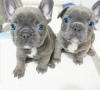 Photo №1. french bulldog - for sale in the city of Linköping | 317$ | Announcement № 53723