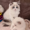 Additional photos: Gccf registered Ragdoll kittens with full pedigree