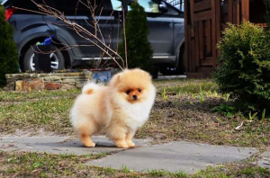 Photo №4. I will sell pomeranian in the city of Voronezh. from nursery - price - 779$