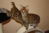 Photo №1. savannah cat - for sale in the city of Bristol | 1057$ | Announcement № 99684