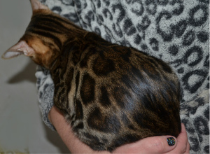 Photo №4. I will sell bengal cat in the city of Kamenskoe. breeder - price - 500$