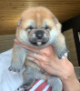 Photo №1. shiba inu - for sale in the city of Kazan | negotiated | Announcement № 8025