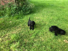 Photo №3. American cocker spaniels. New Zealand