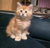 Photo №1. maine coon - for sale in the city of Birmingham | negotiated | Announcement № 122966