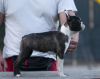 Photo №1. boston terrier - for sale in the city of Belgrade | negotiated | Announcement № 111237