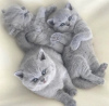 Photo №1. british shorthair - for sale in the city of Munich | 264$ | Announcement № 105199