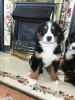 Photo №2 to announcement № 118060 for the sale of non-pedigree dogs - buy in Germany private announcement