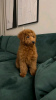 Photo №2 to announcement № 126854 for the sale of poodle (toy) - buy in France breeder