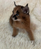 Photo №2 to announcement № 99610 for the sale of caracal - buy in United States private announcement, from nursery, from the shelter