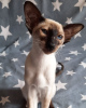 Photo №1. oriental shorthair - for sale in the city of Omsk | negotiated | Announcement № 10407