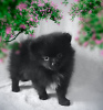 Photo №1. pomeranian - for sale in the city of St. Petersburg | 0$ | Announcement № 43412