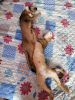 Photo №2 to announcement № 67327 for the sale of abyssinian cat - buy in Russian Federation breeder