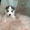 Photo №1. siberian husky - for sale in the city of Secaucus | 250$ | Announcement № 108612