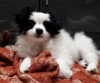 Photo №3. Healthy vaccinated Papillon Dog puppies for sale now. Netherlands