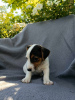 Photo №2 to announcement № 62289 for the sale of jack russell terrier - buy in Poland breeder