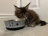 Photo №4. I will sell maine coon in the city of California. private announcement, from nursery - price - 220$