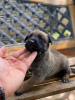 Additional photos: Belgian Shepherd puppies