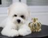 Additional photos: Bichon Frize puppy for sale