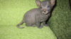 Photo №1. siamese cat - for sale in the city of Berlin | Is free | Announcement № 125525