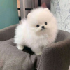 Photo №2 to announcement № 109862 for the sale of pomeranian - buy in Greece breeder